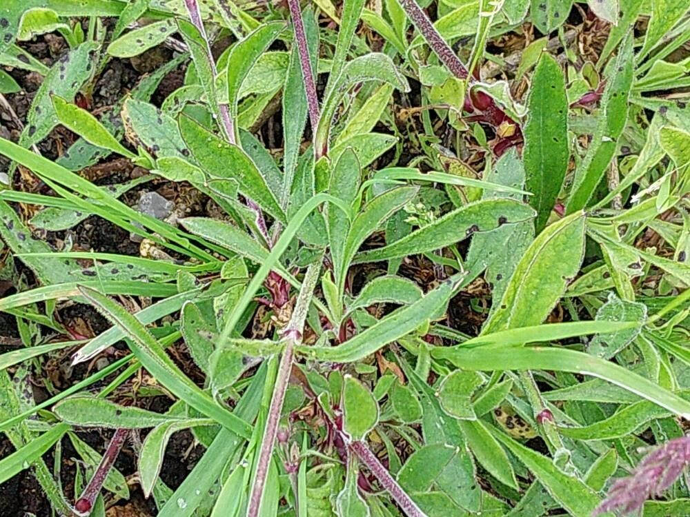 Silene viridiflora — search result for 'Silene'