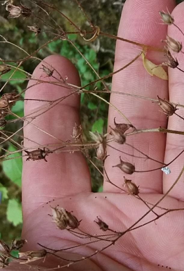 Saxifraga hirsuta fruit
