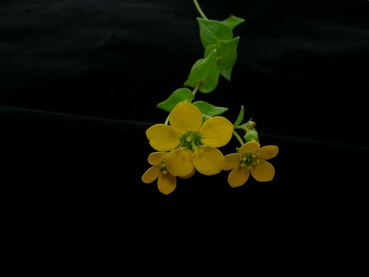 Saxifraga kingiana habit