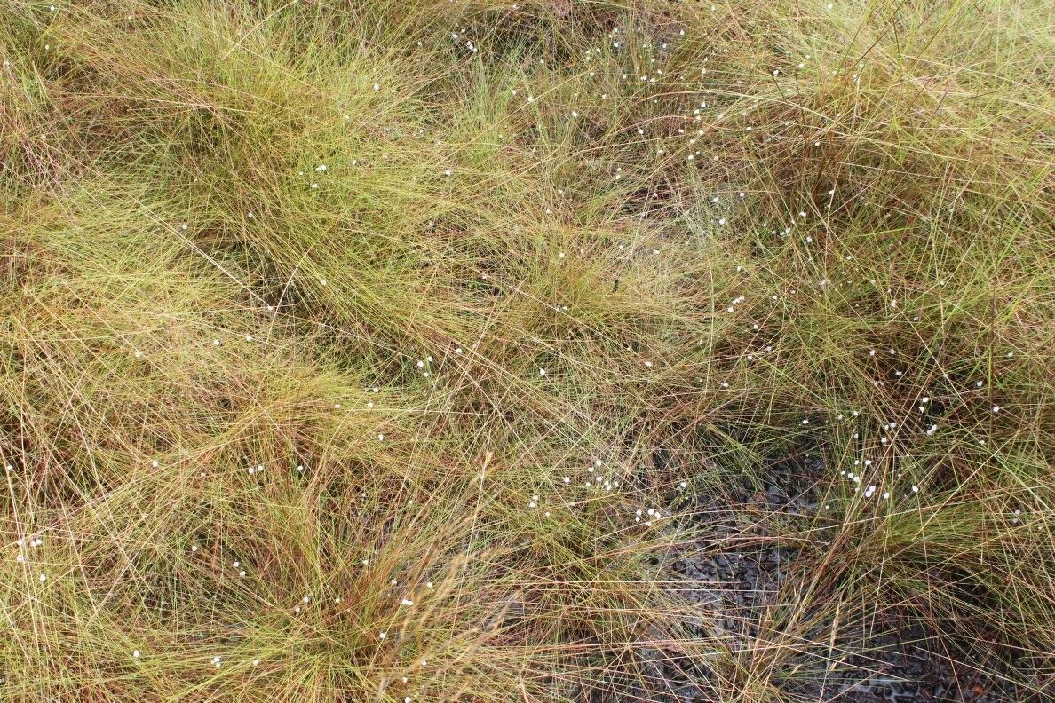 Utricularia pubescens habit
