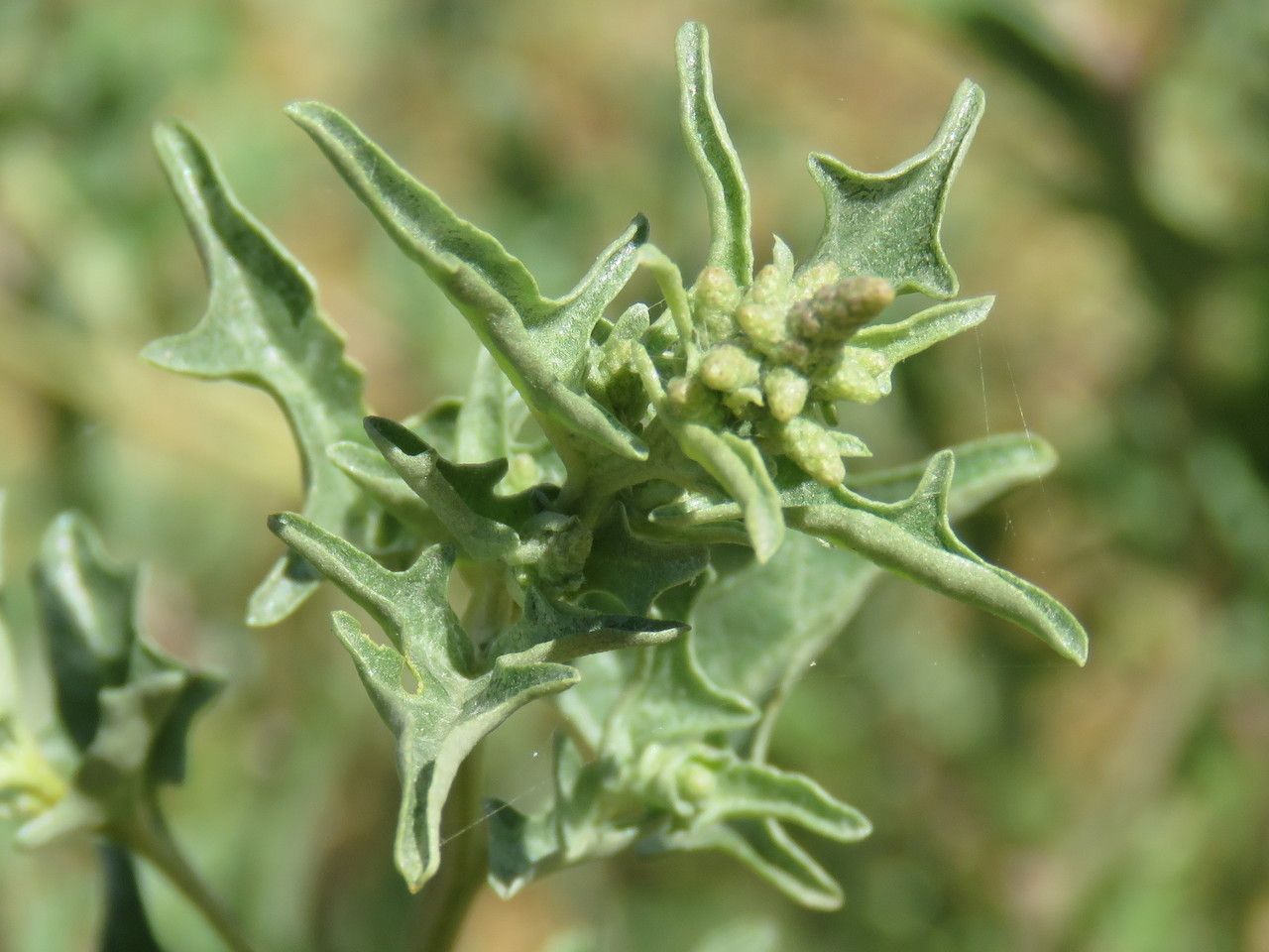 Oxybasis chenopodioides — search result for 'Chenopodium'