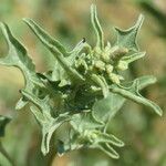 Oxybasis chenopodioides