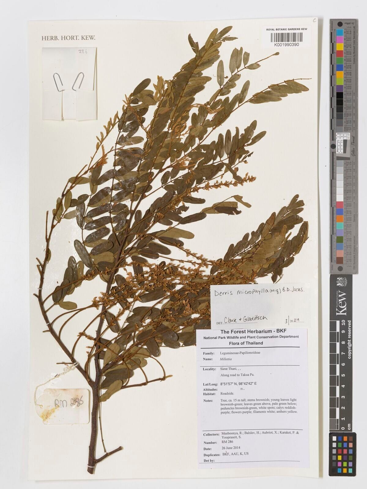 Derris microphylla — related species from the same genus