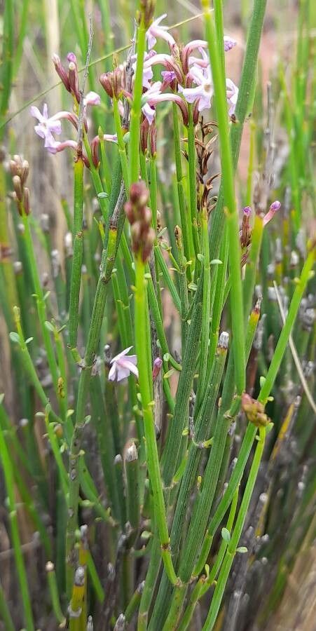 Mulguraea scoparia — search result for 'Scoparia'