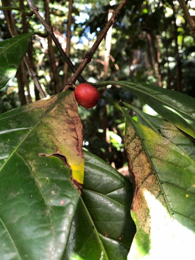 Coffea liberica fruit