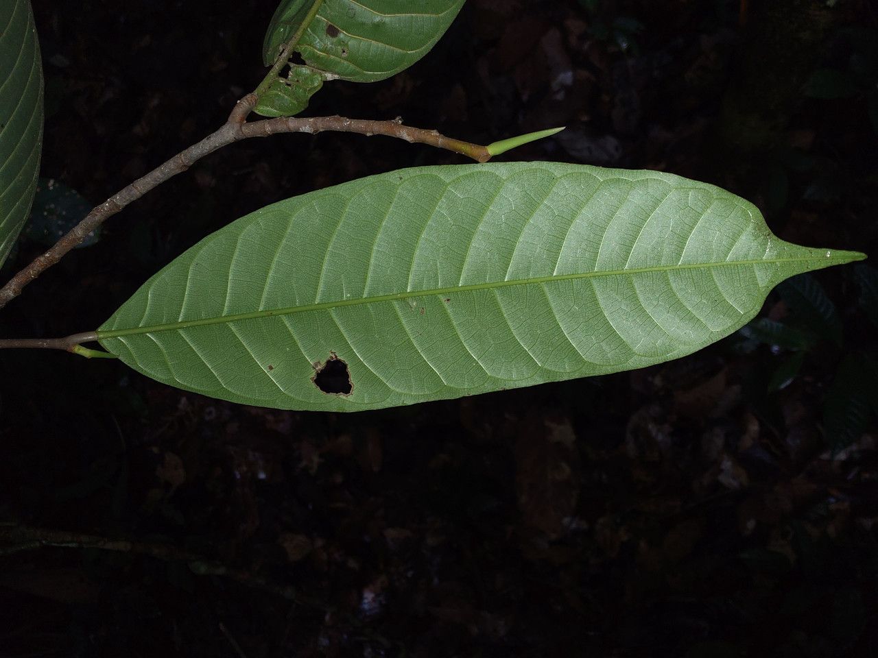 Brosimum utile — search result for 'Brosimum'