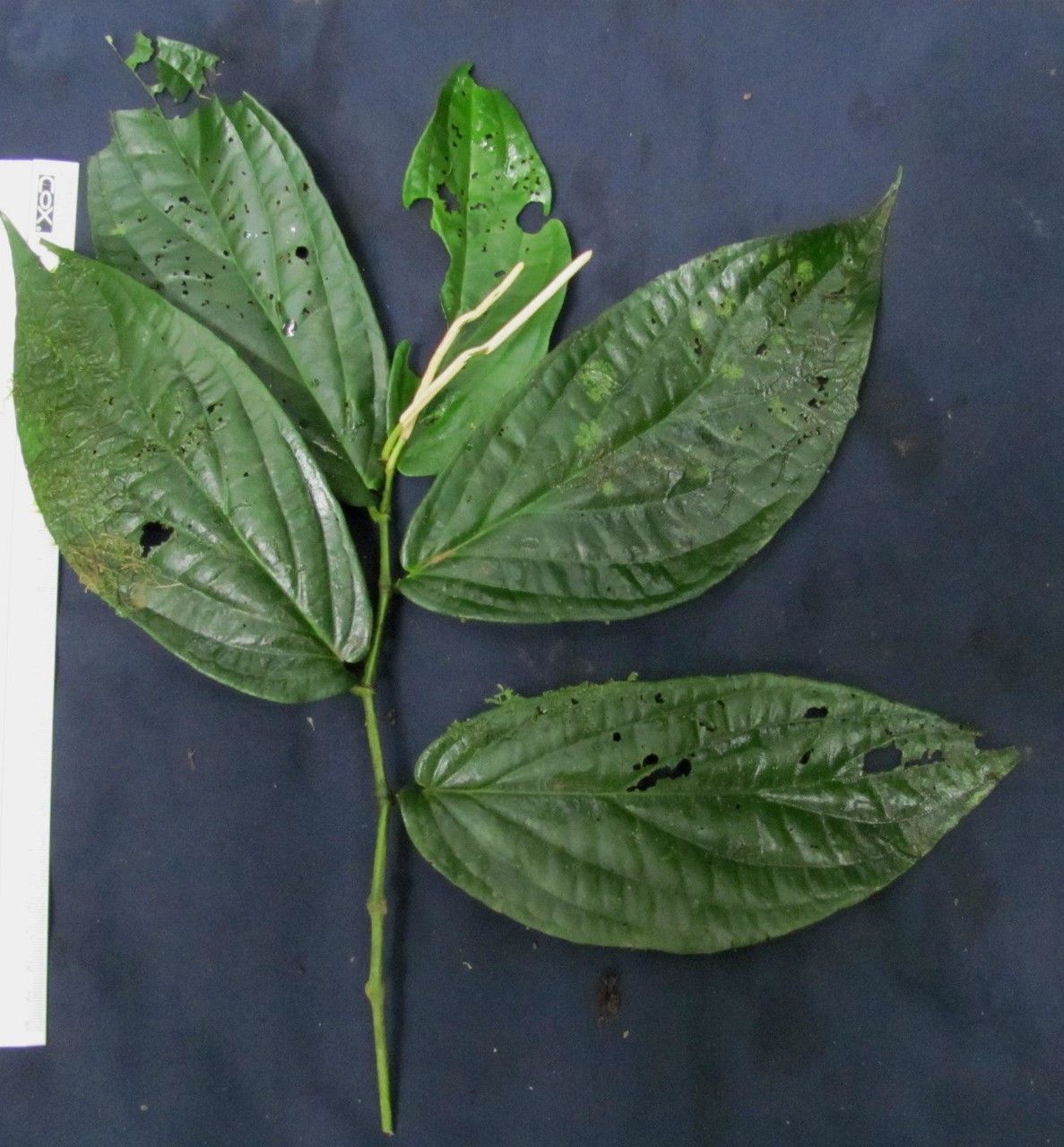 Piper terrabanum other