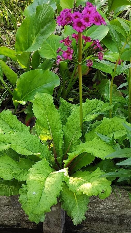 Primula beesiana habit
