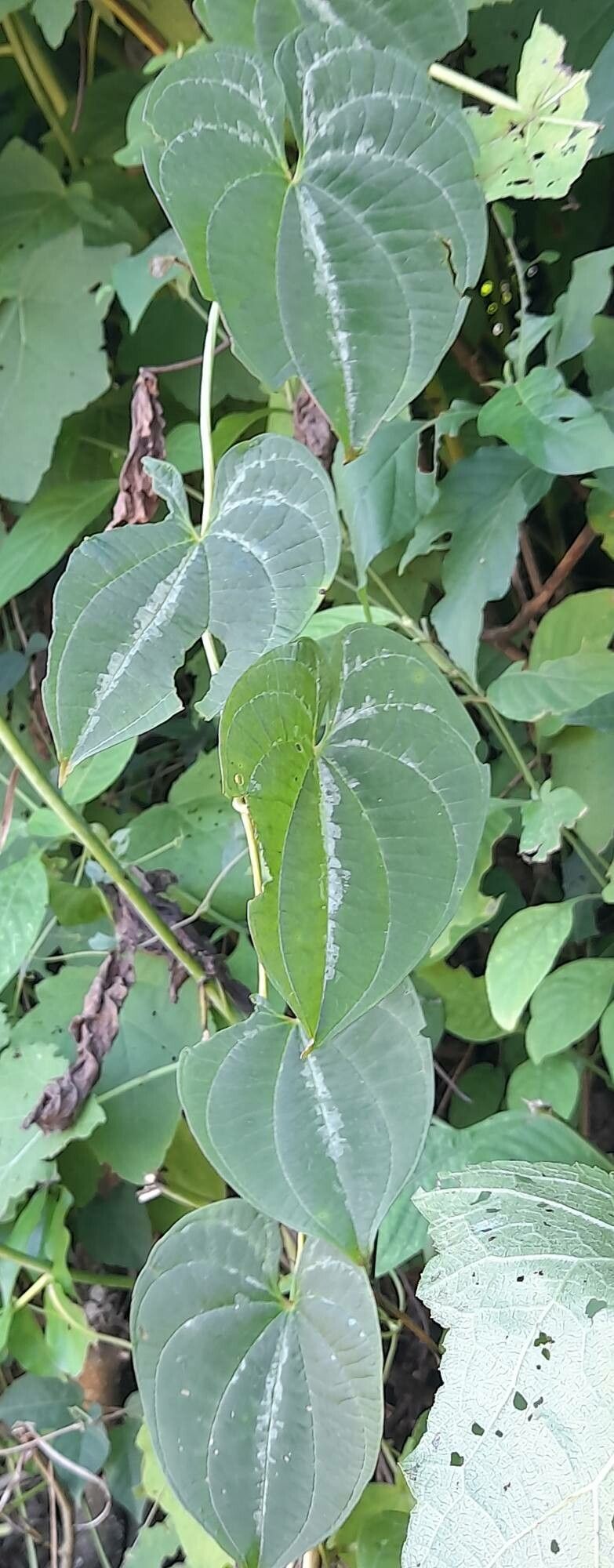 Dioscorea dodecaneura habit
