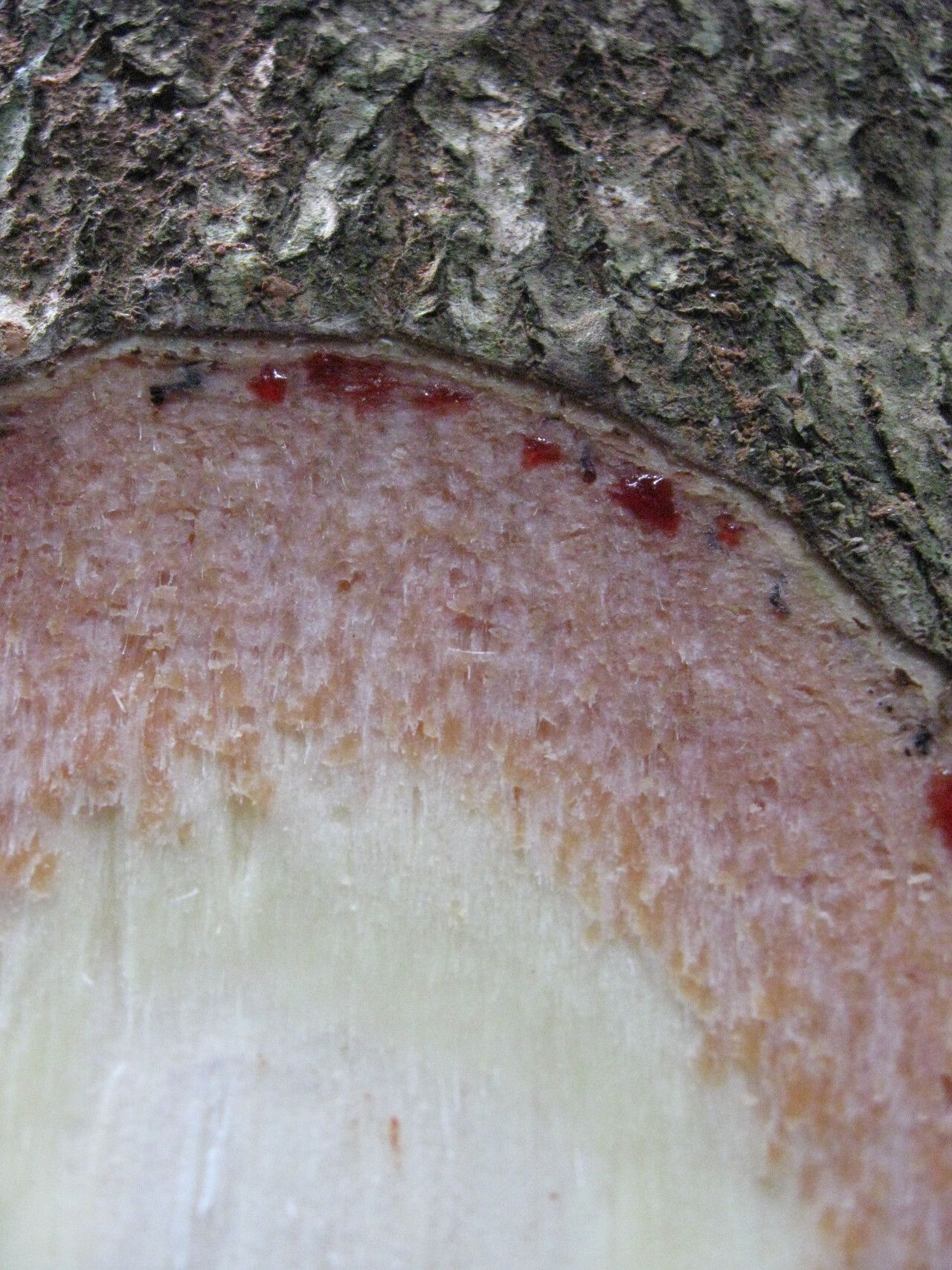 Rhodognaphalon brevicuspe bark