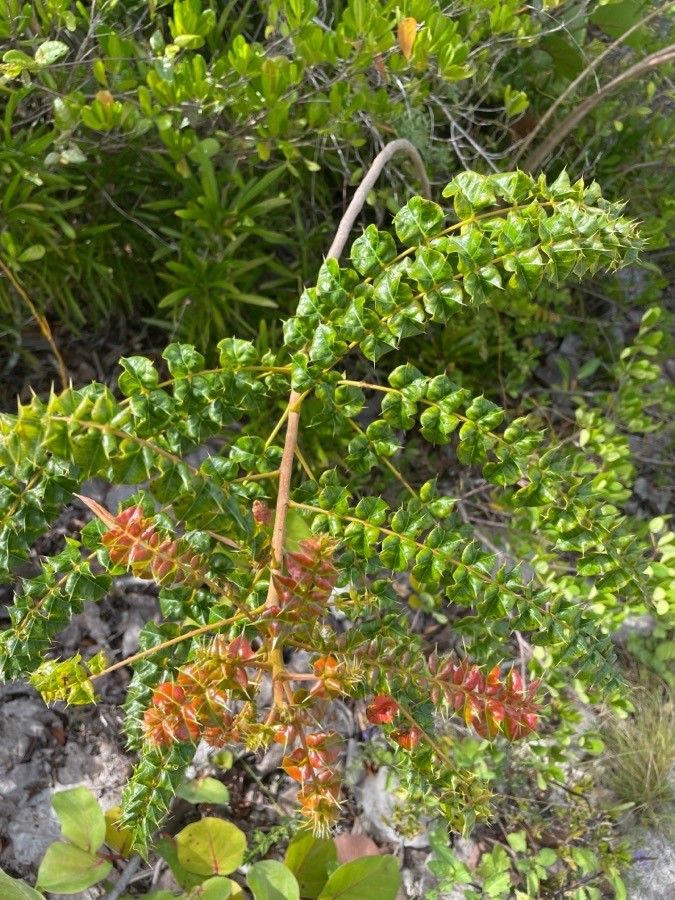 Comocladia dodonaea leaf