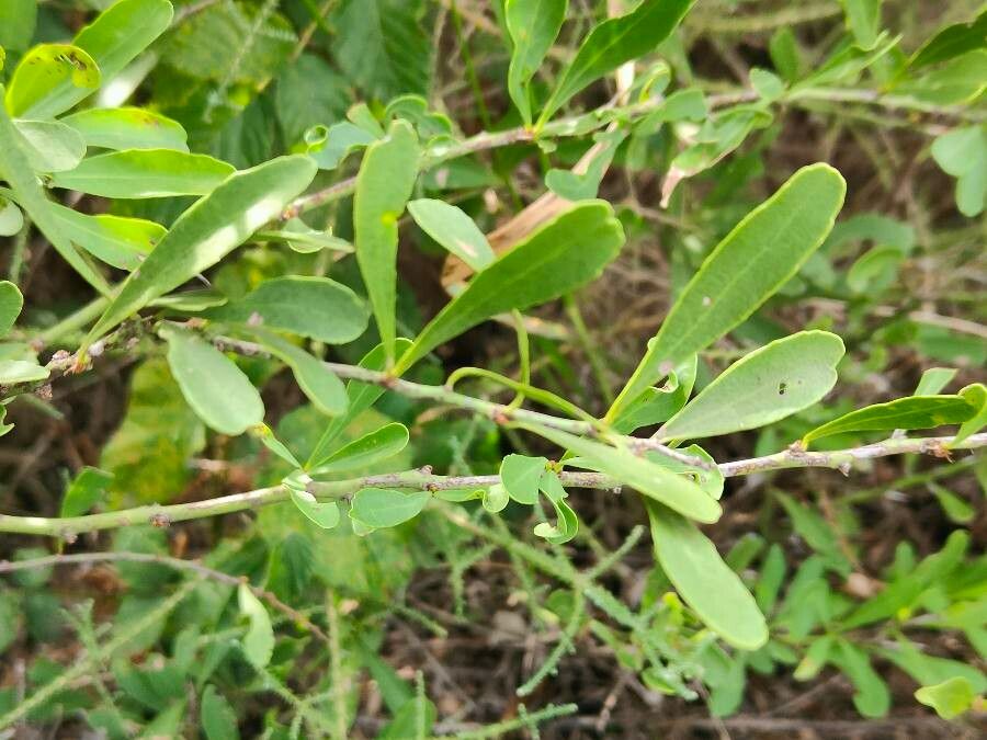 Gymnosporia buxifolia leaf