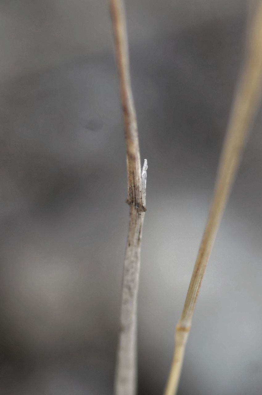 Agrostis tenerrima bark