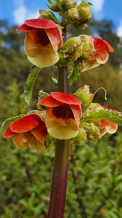Scrophularia sambucifolia flower