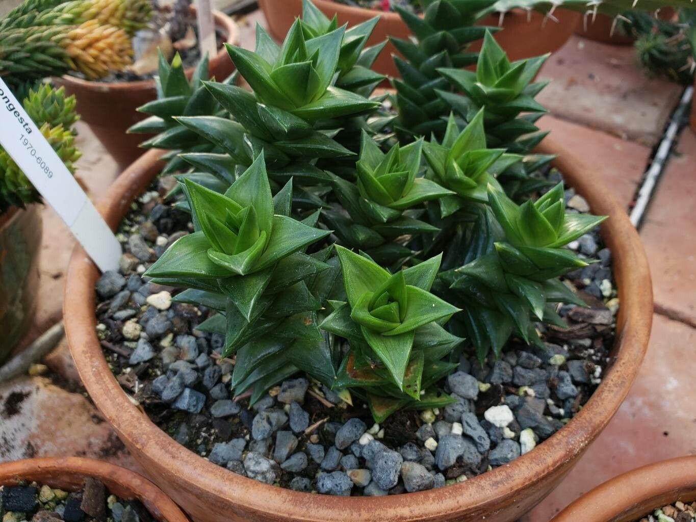 Astroloba congesta habit