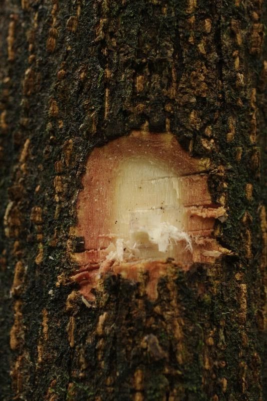 Tapirira bethanniana other