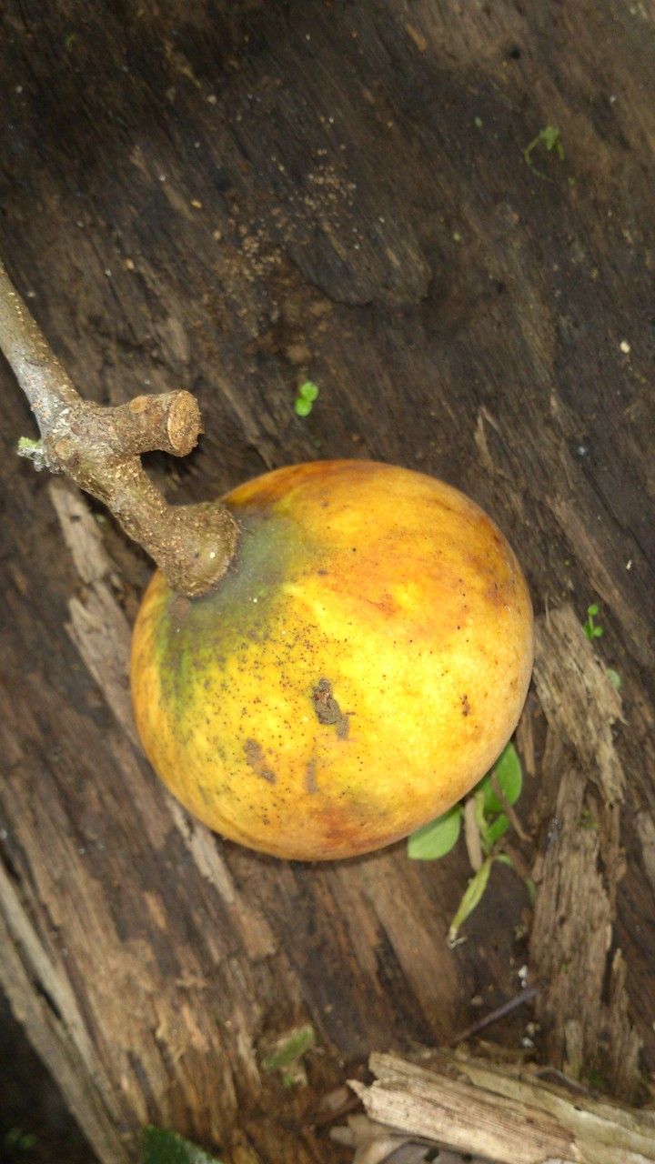 Tontelea hondurensis fruit
