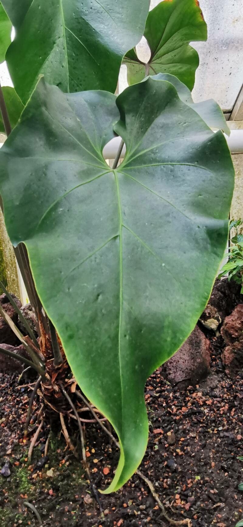 Anthurium sagittatum — houseplant care guide