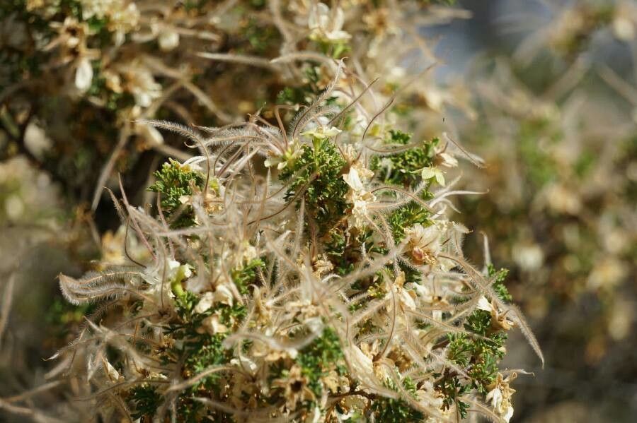 Purshia stansburiana fruit