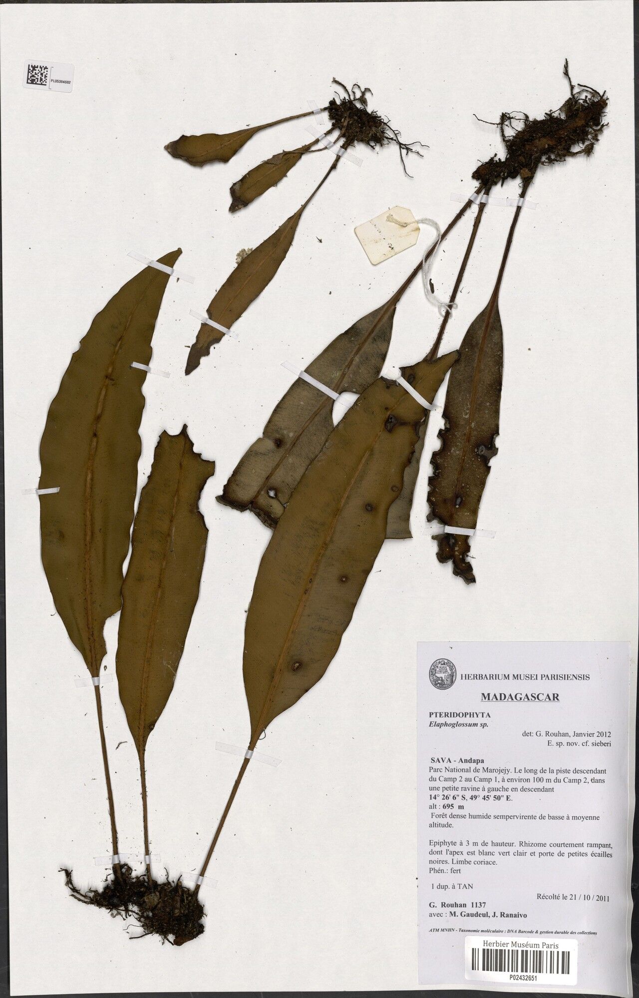 Elaphoglossum viridicaule — houseplant care guide