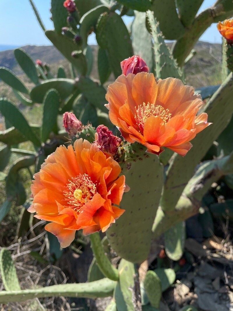 Opuntia tomentosa flower