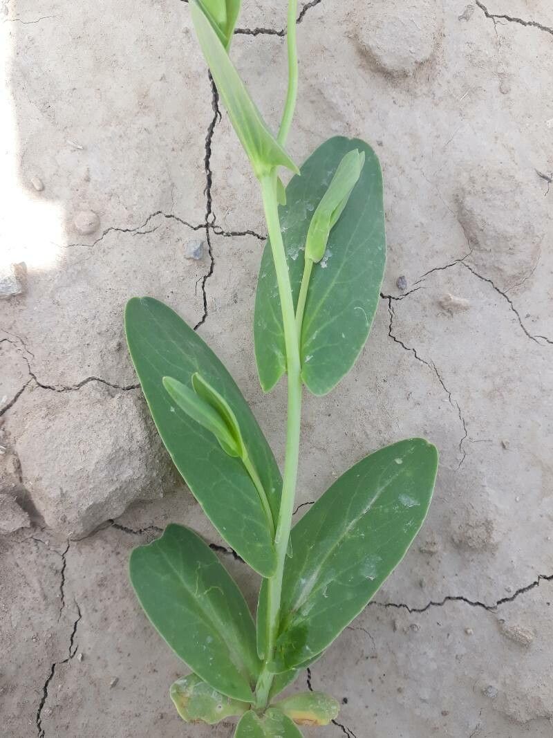 Conringia orientalis — search result for 'Eastern and central North America'