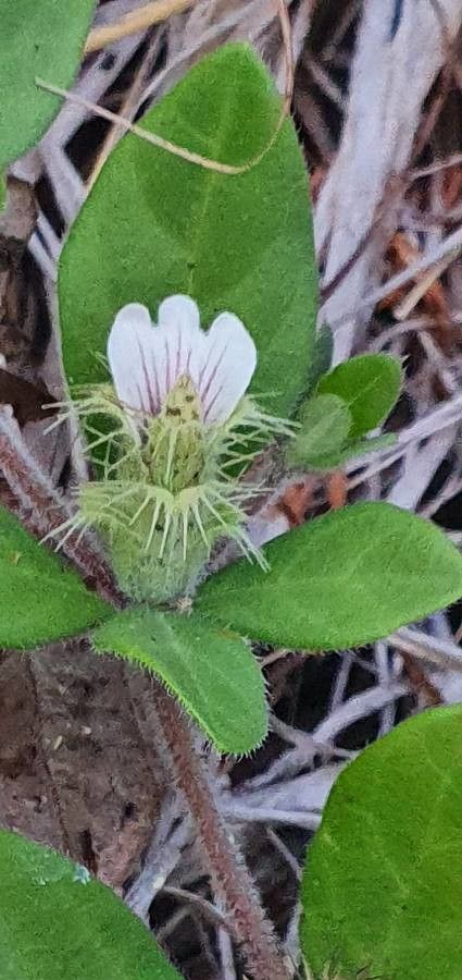 Blepharis maderaspatensis flower