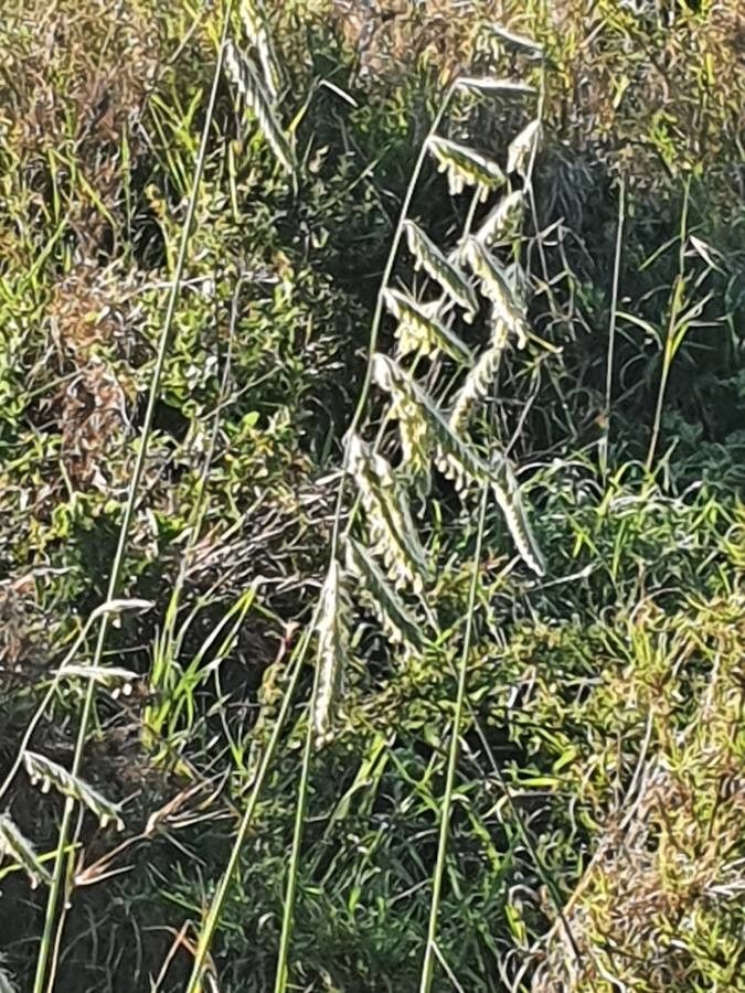 Brachiaria lachnantha fruit