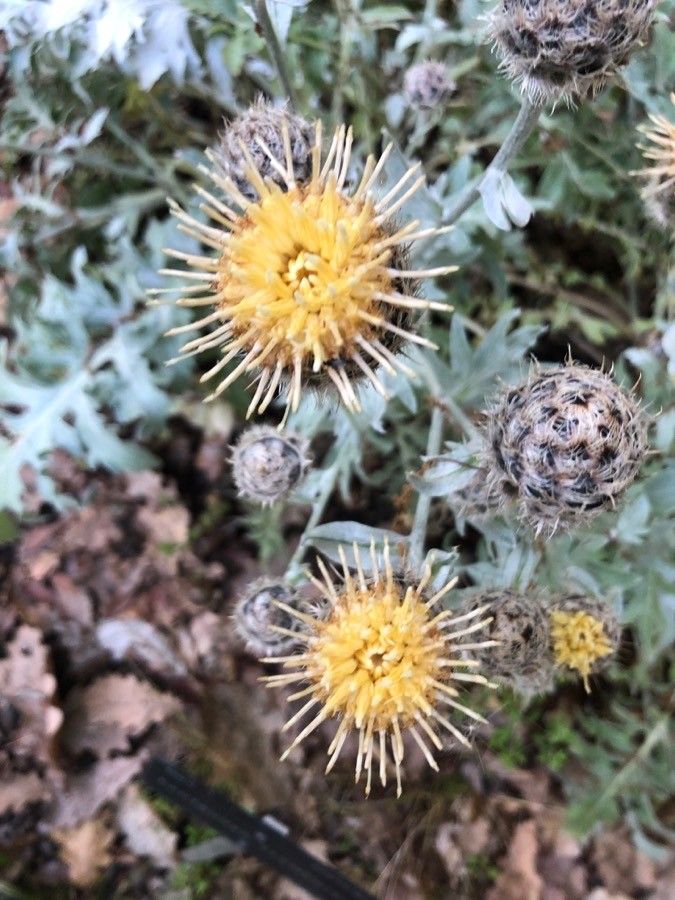 Centaurea clementei flower
