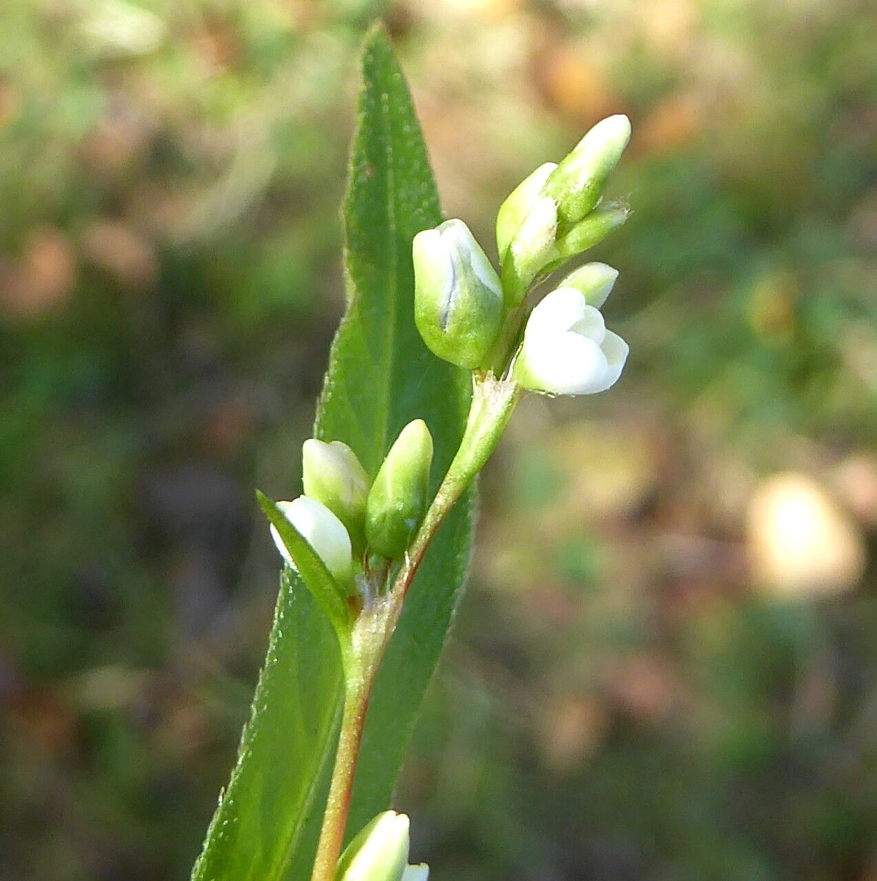 Persicaria mitis bark
