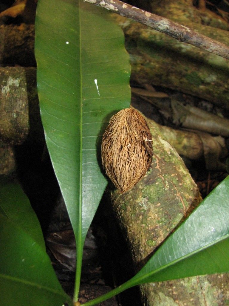 Ochrosia lifuana habit