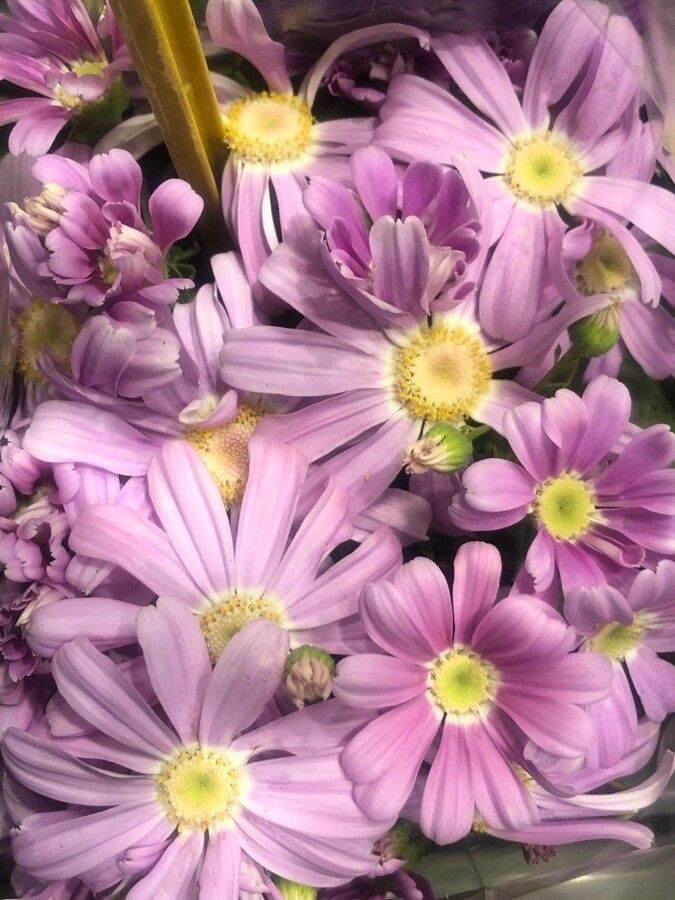 Pericallis cruenta flower