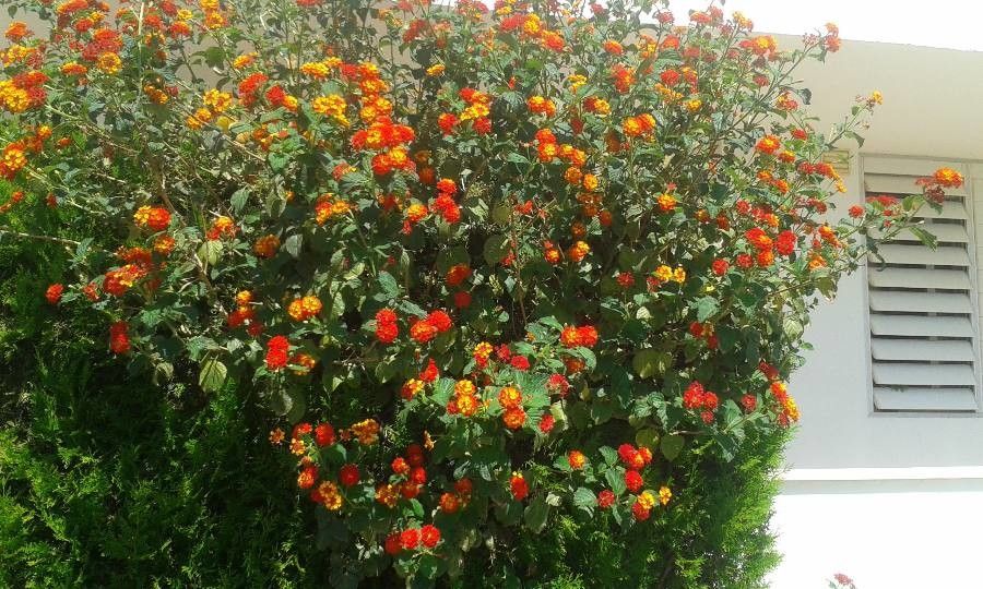 Lantana horrida flower