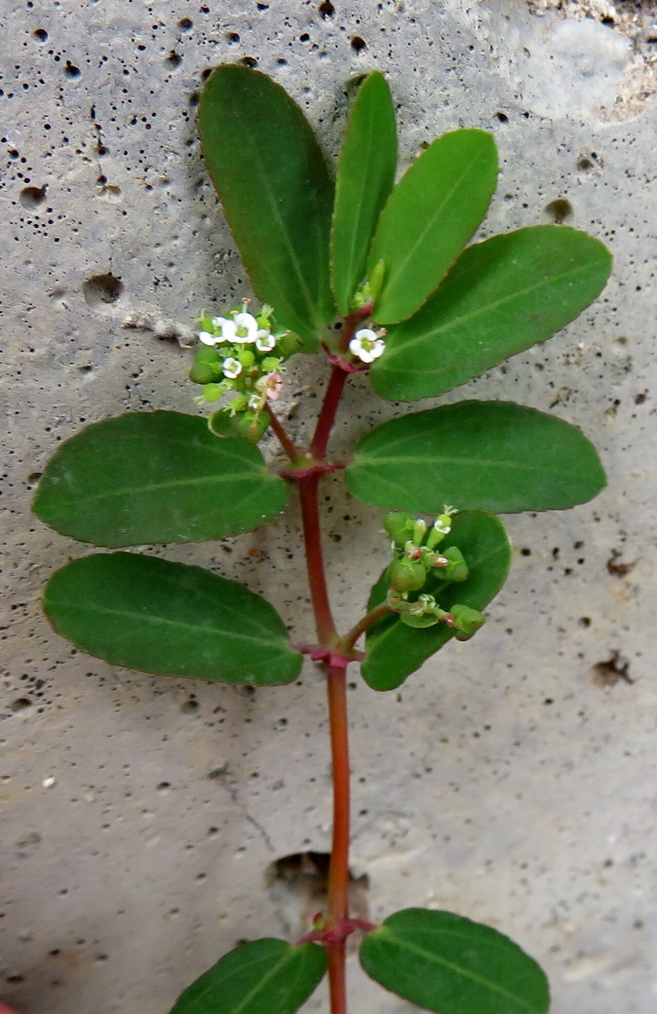 Euphorbia hyssopifolia flower