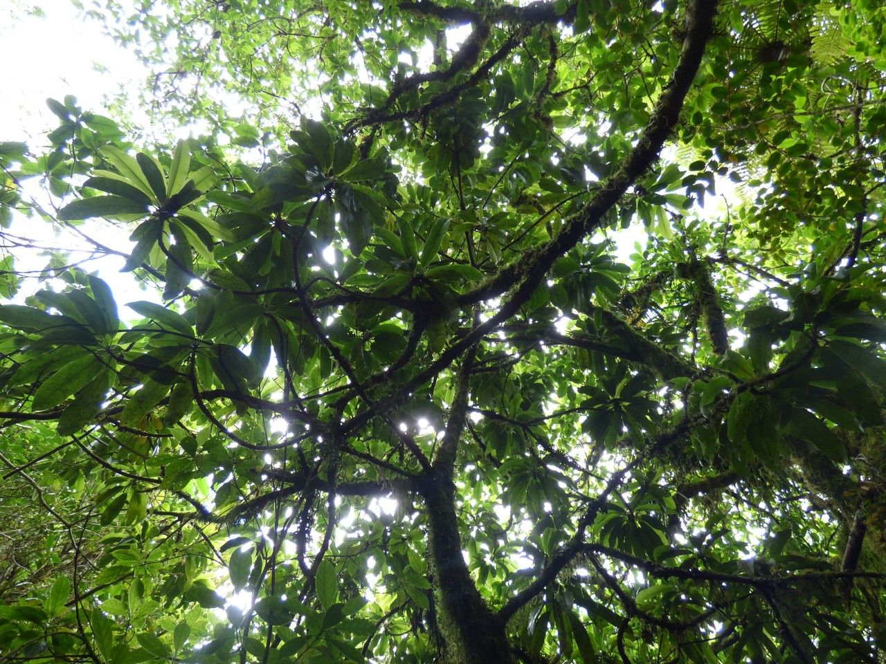 Sideroxylon majus habit