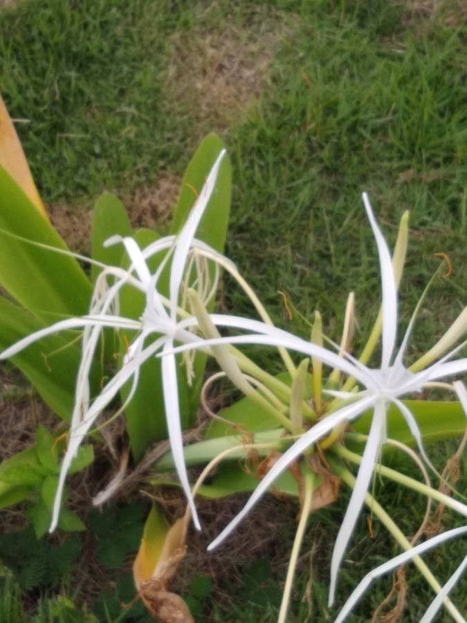 Hymenocallis caribaea flower
