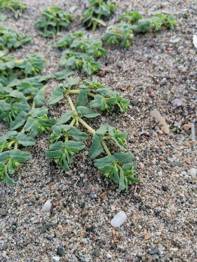 Euphorbia peplis leaf