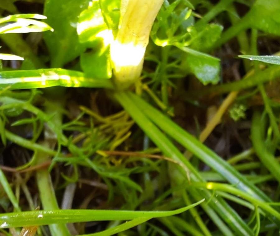 Crocus nudiflorus leaf