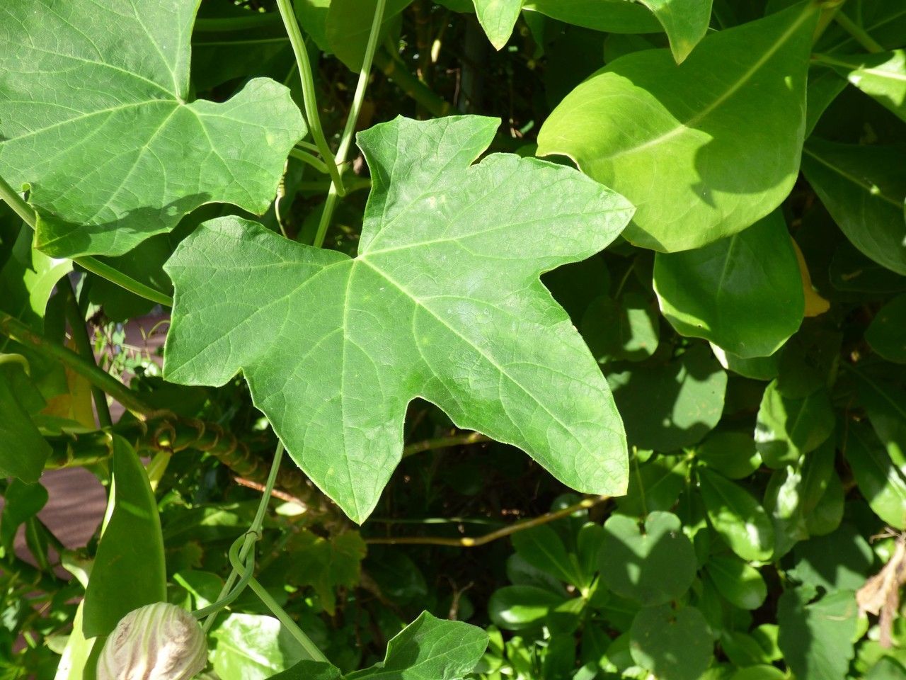 Lagenaria sphaerica leaf
