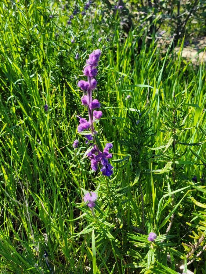 Trichostema lanatum leaf