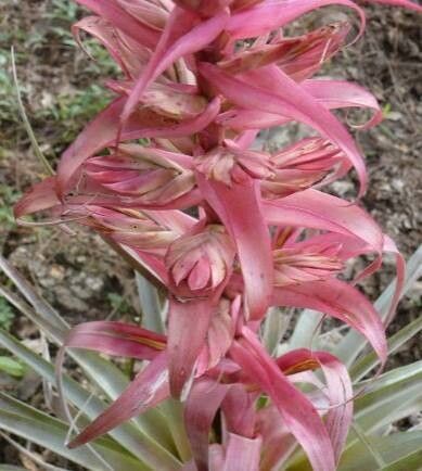 Tillandsia borealis flower