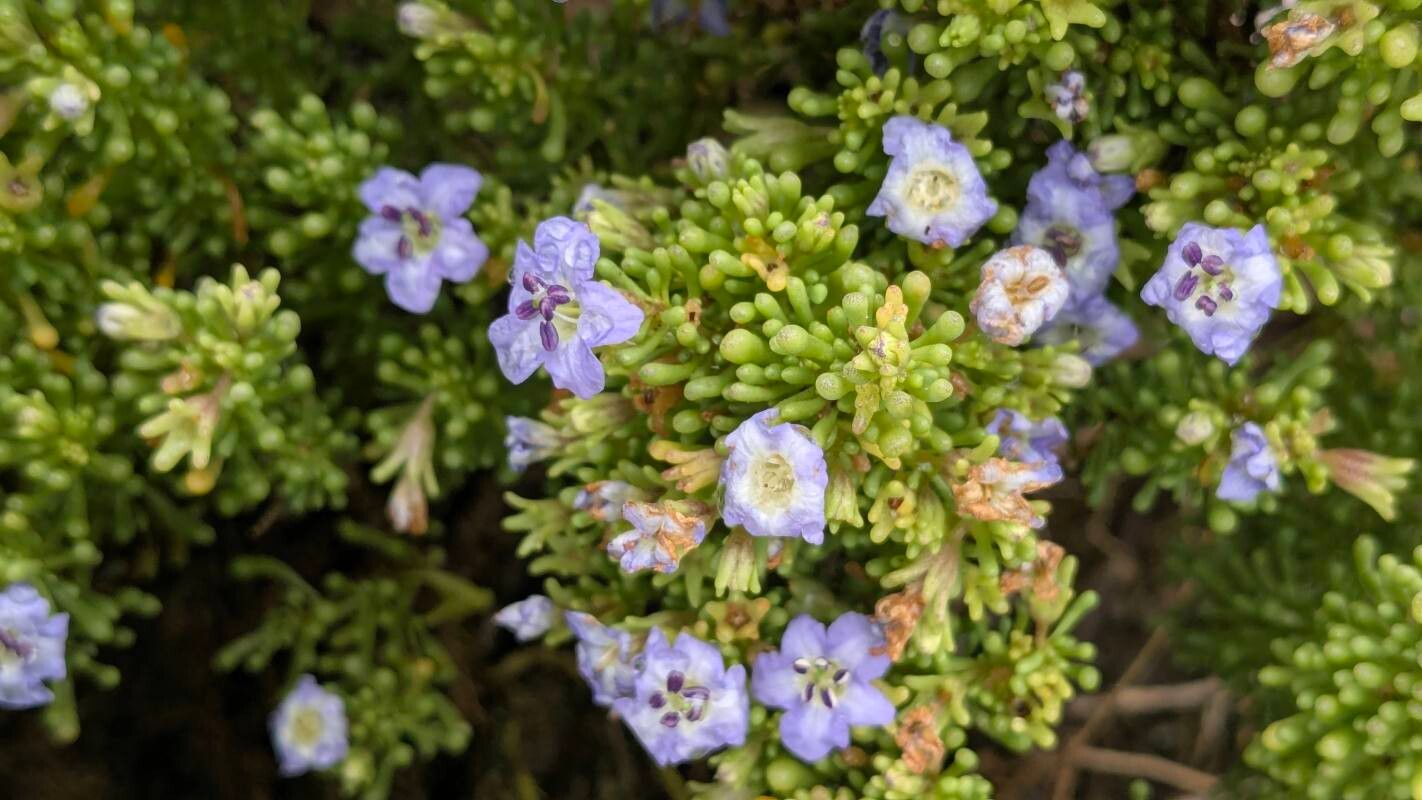 Nolana divaricata flower