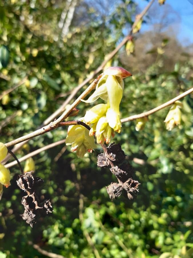 Corylopsis glabrescens fruit