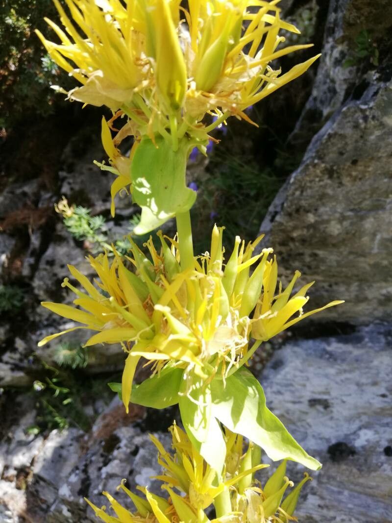 Gentiana × marcailhouana — houseplant care guide