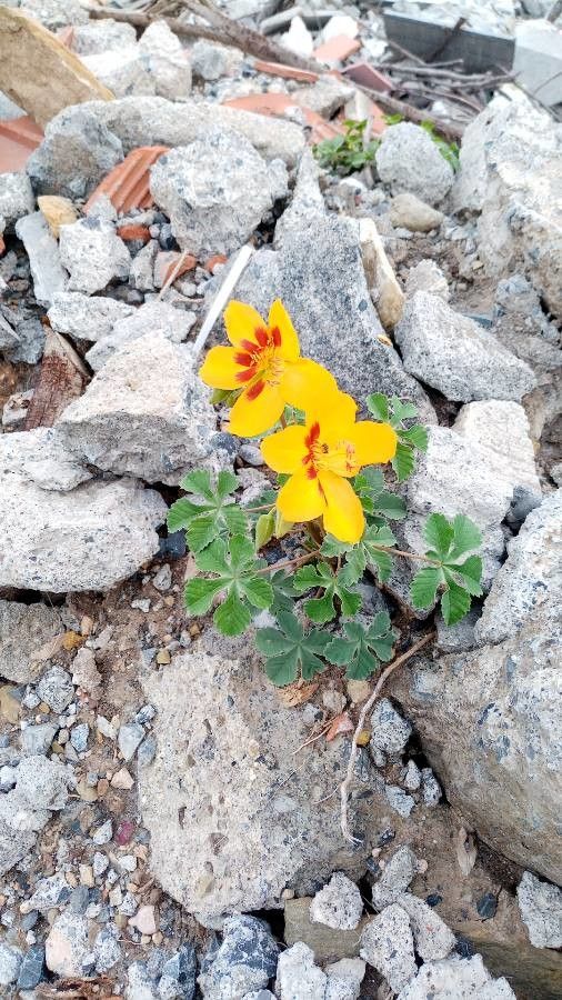 Cochlospermum wrightii leaf