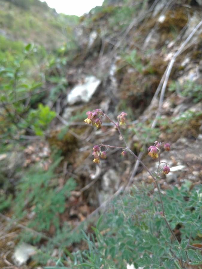 Thalictrum foetidum flower