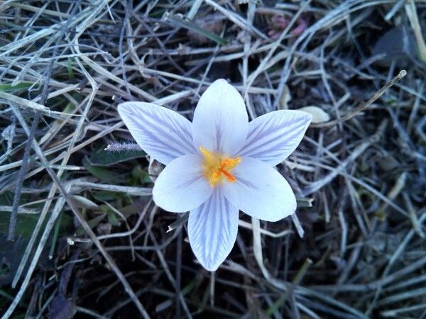 Crocus variegatus — houseplant care guide