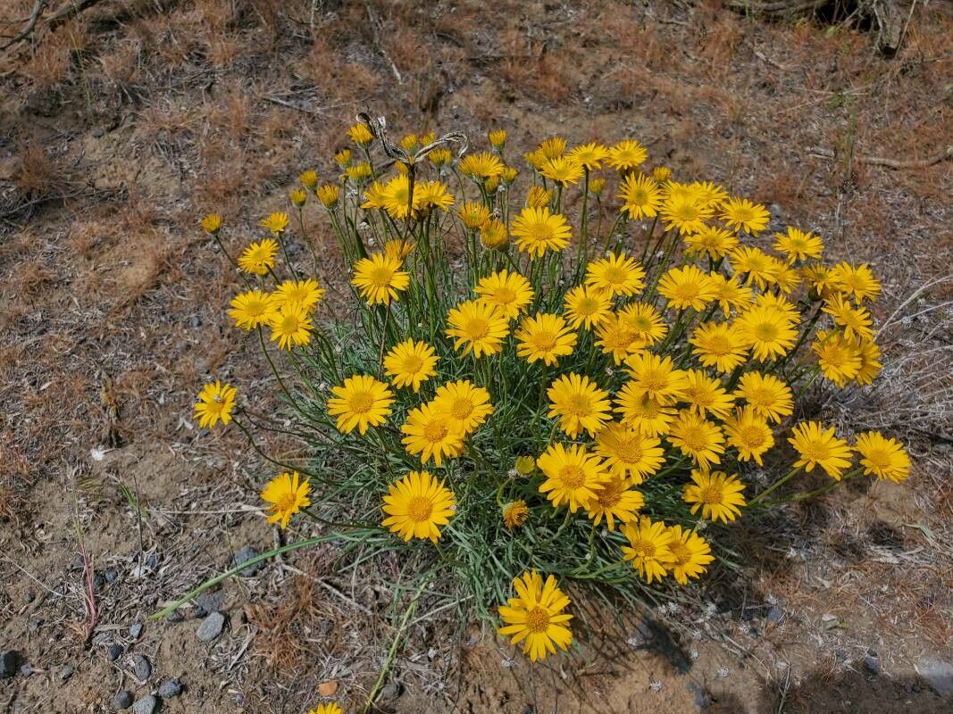 Erigeron linearis flower