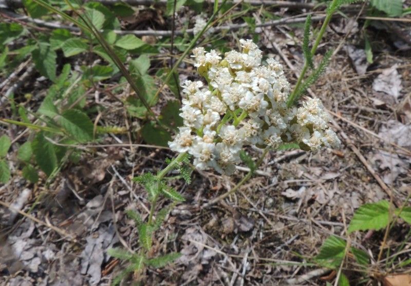Achillea setacea flower