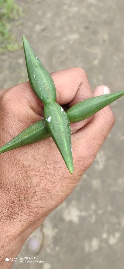 Cryptolepis dubia fruit